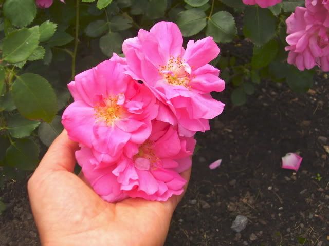 Photo Sharing and Video Hosting at Photobucket